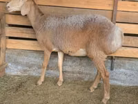 Schaf, Arashan sheep — Foto 3