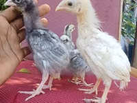 इंदियो गिगांते — फ़ोटो 2