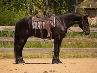घोड़ा, Friesian — फ़ोटो 3