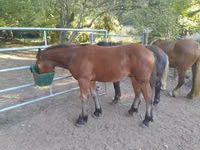 Cheval, Međimurje horse — photo 1