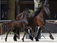 Hengst, Friesian — Foto 1