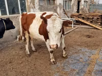 母牛, Swiss cattle — 照片 3