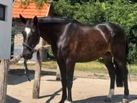 公马, Belgian warmblood horse — 照片 7