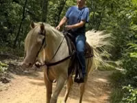 حصان, Kentucky mountain daddle horse — الصورة 4