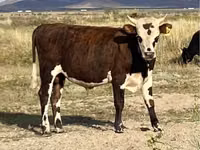 Toro, Vaca kazaja de cabeza blanca — foto 4