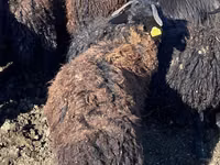 أغنام (دفعة، الجنس غير محدد), Karachay sheep — الصورة 3