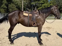公马, Horses — 照片 4