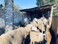 Widder, Merinoland sheep — Foto 1