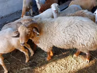 كبش, الأغنام — الصورة 3