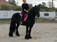 حصان, Fell pony — الصورة 5