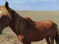 Hengst, Kazakh horse — Foto 1