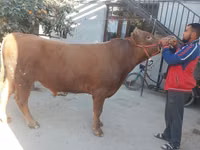 Taureau, Vache limousine — photo 5