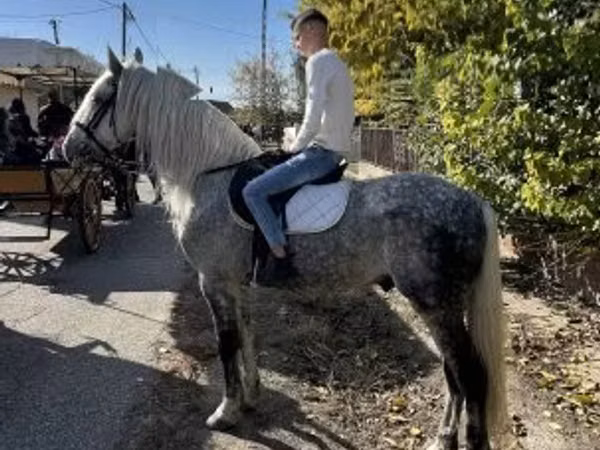 公马, Andalusian horse