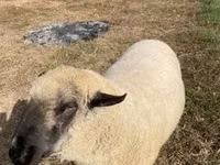 公羊, Hampshire sheep — 照片 1