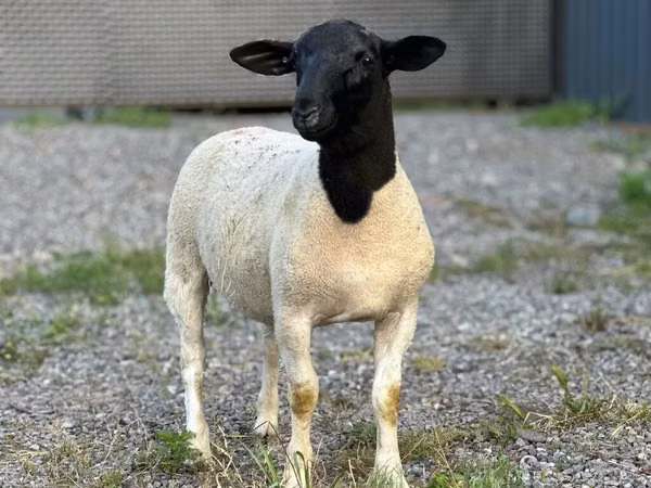 Widder, Hissar sheep
