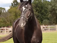 Cheval, Percheron — photo 3