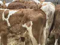 أبقار (دفعة، الجنس غير محدد), Simmental cattle — الصورة 8