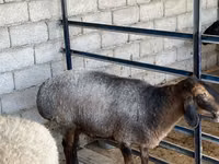 Schaf, Schafe — Foto 1