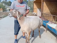 Sheep, Arashan sheep — photo 2