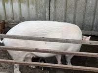 Sow — photo 3