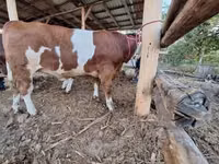 ثور, Simmental cattle — الصورة 2