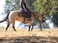 母马, Quarter Horse — 照片 8