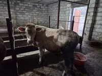 公牛, Red-spotted breed — 照片 2