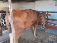 母牛, Red Estonian cattle — 照片 4