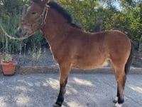 公马, Welsh Cob — 照片 1