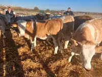 Cow, Hungarian Grey breed — photo 2