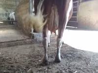 Cow, Montbéliarde — photo 6