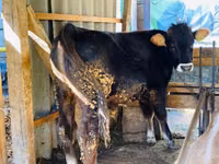 Taureau, Aberdeen-Angus — photo 1