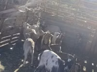 बकरियाँ (लॉट, लिंग निर्दिष्ट नहीं), बकरियाँ — फ़ोटो 4