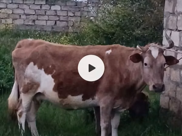 Kuh, Aserbaidschanisches Zebu