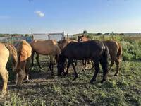 Pferde (Partie, Geschlecht nicht angegeben), Horse breed — Foto 6