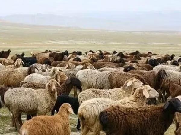 公羊, Sheep