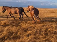 公马, Altai horse — 照片 3