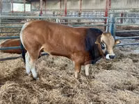 公牛, Partenaise cattle — 照片 1