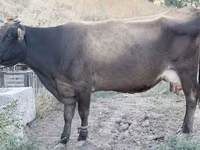 母牛, Cattle — 照片 1