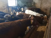 公牛, Cattle — 照片 6