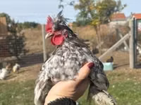 Chickens — फ़ोटो 5