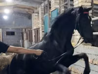 Hengst, Russian warmblood — Foto 2