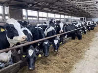 Vache, Race Holstein — photo 4