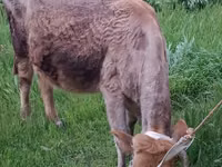 Vaca, Cebú de Azerbaiyán — foto 5