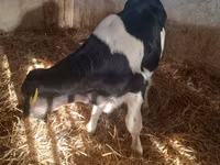 Bulle, Russian Black pied cattle — Foto 6