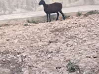 نعجة, الأغنام — الصورة 2