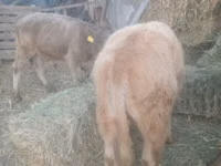 Toro, Raza Auliékol — foto 2