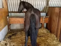 Stute, Friesian — Foto 2