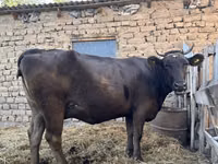 母牛, Swiss cattle — 照片 2