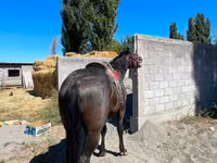 公马, Karabair horse — 照片 3